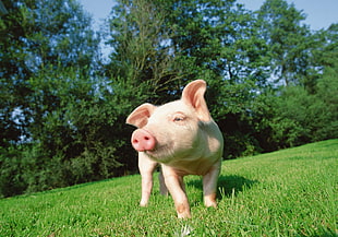white pig on grass field
