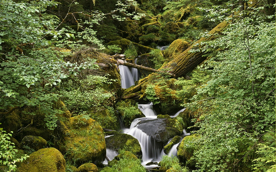 waterfalls between trees HD wallpaper