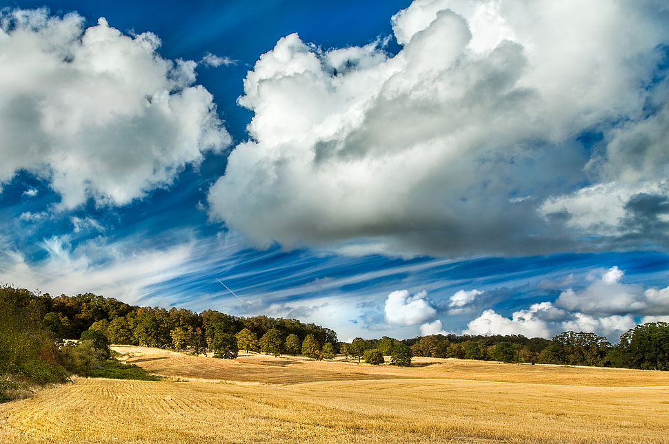 green trees under semi cloudy sky HD wallpaper