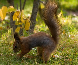 brown squirrel on green grass during daytimne