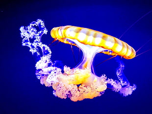 yellow and purple jellyfish digital wallpaper