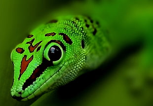selective focus of green leopard, gecko