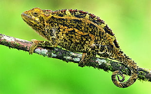 Chameleon on branch HD wallpaper