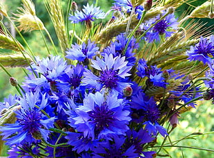 purple clustered petaled flowers