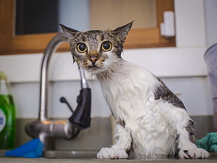 wet brown tabby cat near faucet