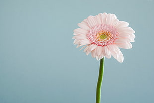 pink flower, flower, 4k HD wallpaper