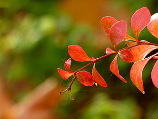 red opaque leaf with spider web HD wallpaper