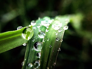 raindrops on green leaf in close up ohoto