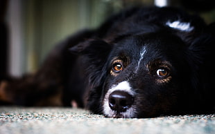 adult long-coated black dog
