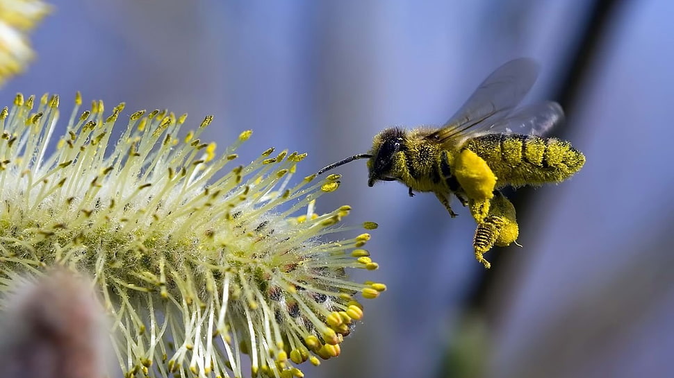 honey bee, nature, bees, insect, plants HD wallpaper