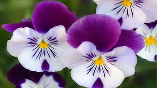 purple-white-and-yellow petal flowers