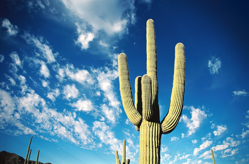 cactus under blue sky HD wallpaper