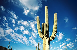 cactus under blue sky