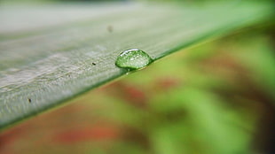 shallow focus photography of water drop
