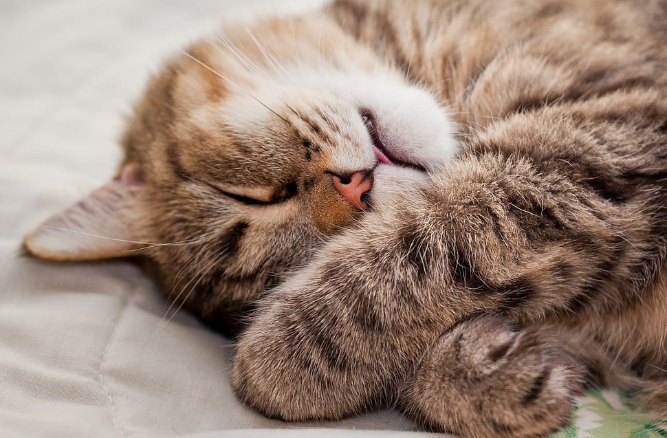 silver Tabby cat laying on the grey textile HD wallpaper