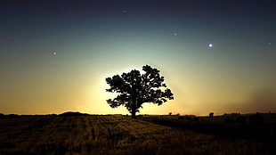 silhouette of tree, trees, stars, landscape, sky