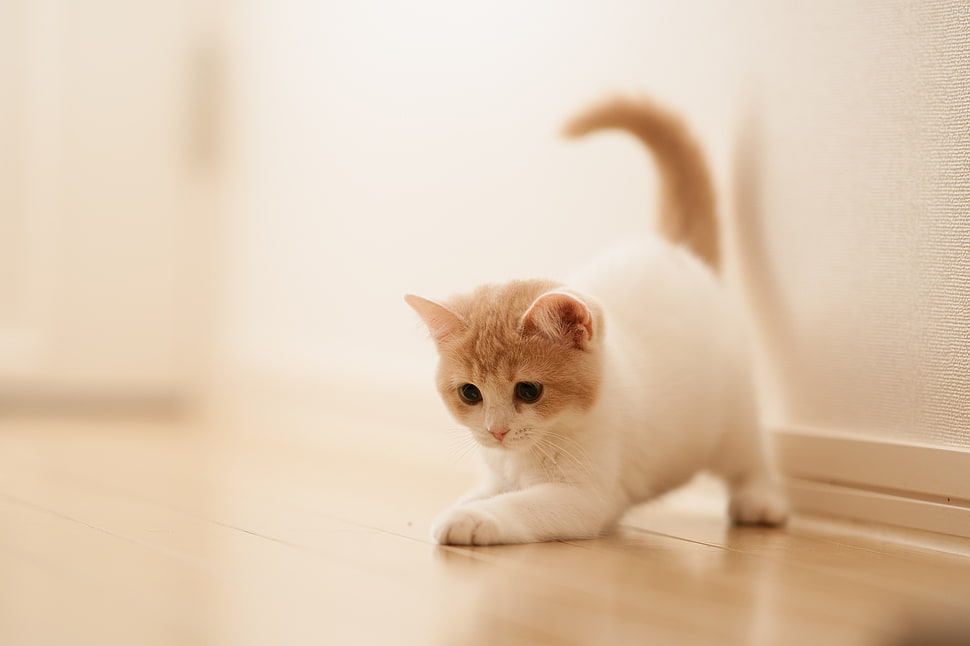 selective focus photography of white kitten on brown paquet floor HD wallpaper