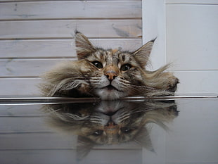 closeup photo of brown Tabby cat HD wallpaper