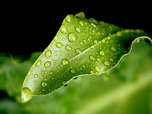 focus photography of due-drop on green leaf