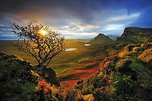 withered tree and mountain graphic wallpaper, nature, landscape, Skye, Scotland HD wallpaper