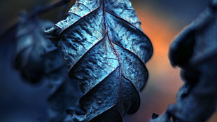 macro lens photography of blue leaf