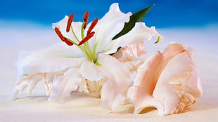 white petaled flower beside white shell on white sand