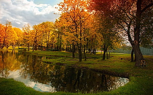 brown leaf tree lot, landscape, nature, pond, fall HD wallpaper