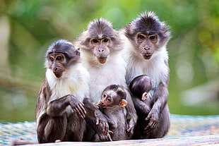 five monkey with babies HD wallpaper