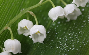 macro photography of white petal flower
