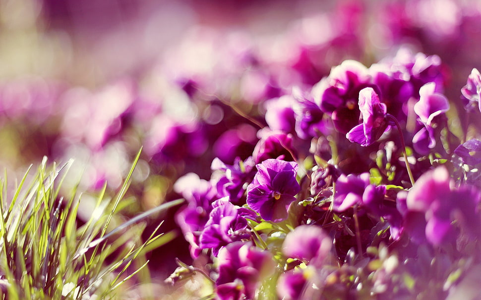 close up photo of purple petaled flowers HD wallpaper