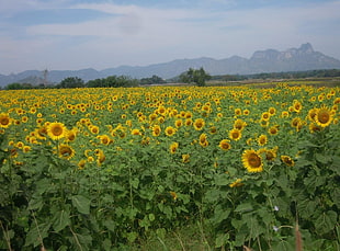 photo of sunflower field during daytime