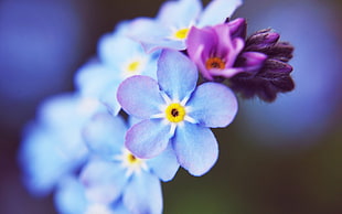 purple Forget-me-not flowers in bloom close-up photo