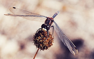 close-up photo of brown dragonfly on brown dandelion