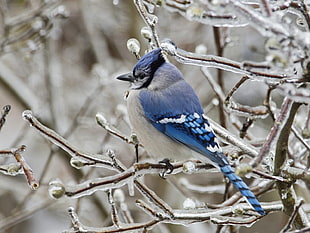 blue, white, and gray bird, winter, snow, birds, ice