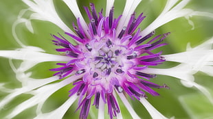 macro photo of green petaled flower with purple stigma