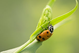 brown and black beetle on the leaf