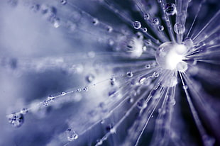 closeup photo of water droplets HD wallpaper