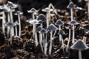 closeup photography of mushrooms HD wallpaper