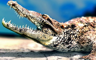 alligator opening mouth photography, animals, reptiles, crocodiles, wildlife HD wallpaper