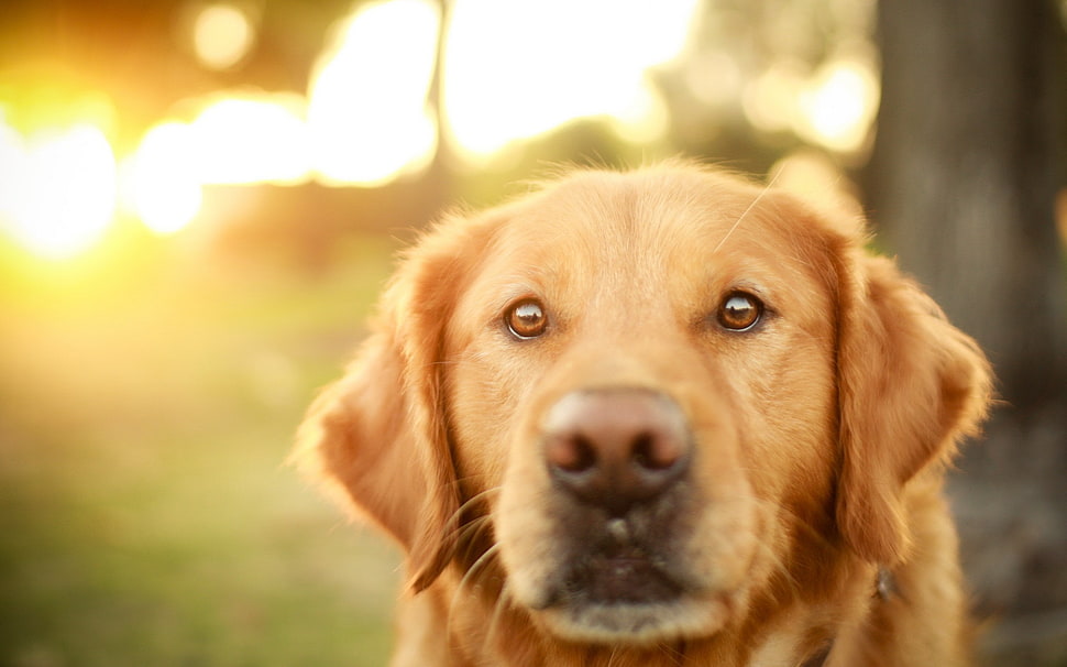 golden Labrador retriever HD wallpaper