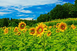 yellow Sunflower Fields