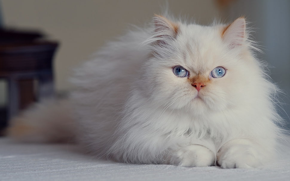 white Persian cat HD wallpaper