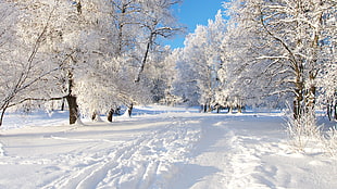 field of snow surround by tree HD wallpaper