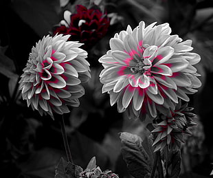 selective color photography of pink petaled flower HD wallpaper