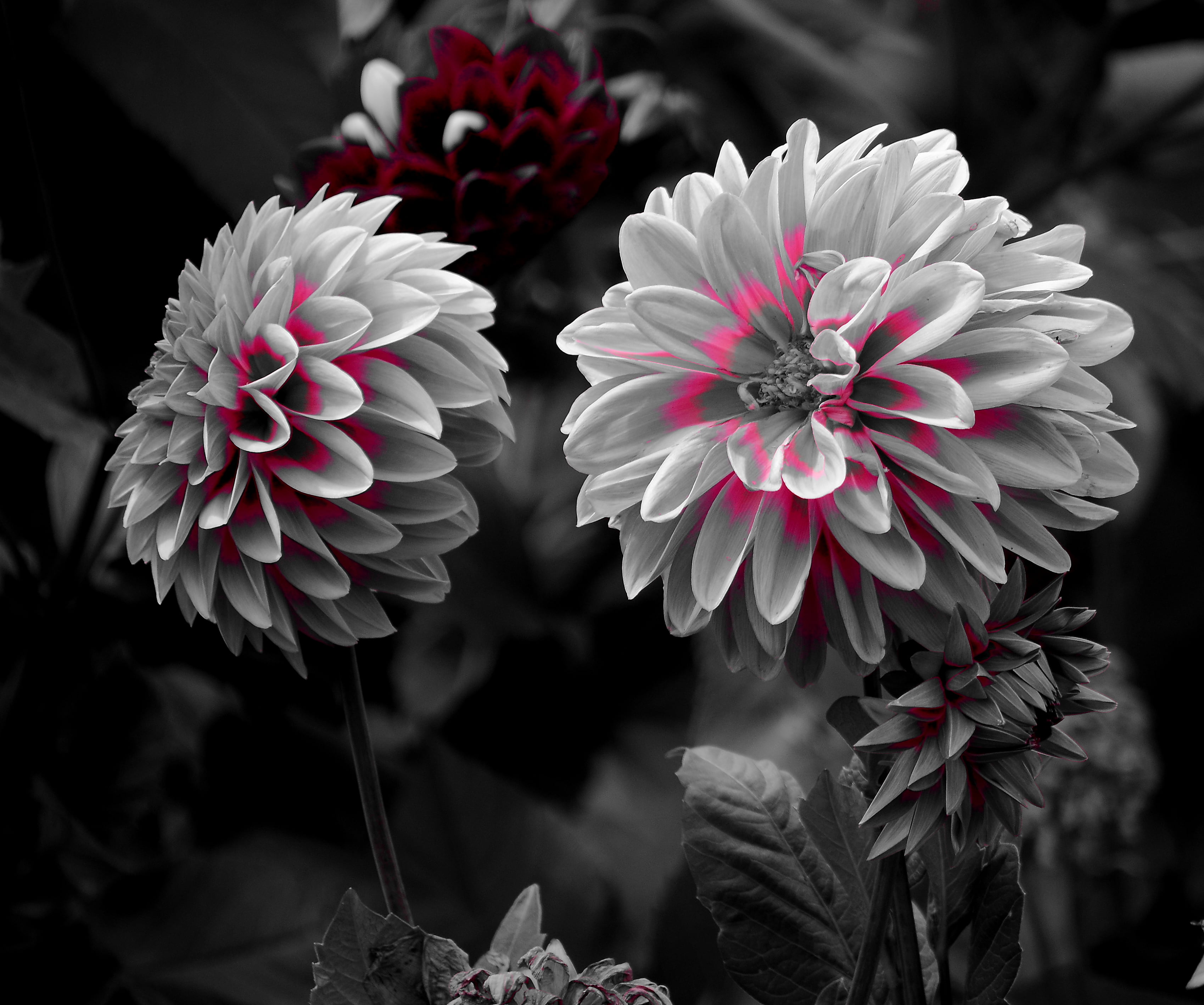 selective color photography of pink petaled flower