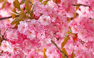 closeup photography of pink Cherry Blossoms HD wallpaper