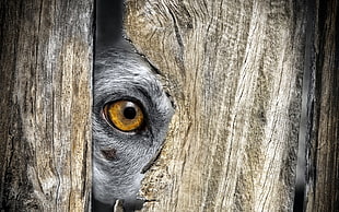 brown eye illustration, animals, eyes, closeup, wood