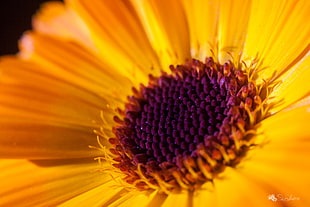 macro photo of sunflower HD wallpaper
