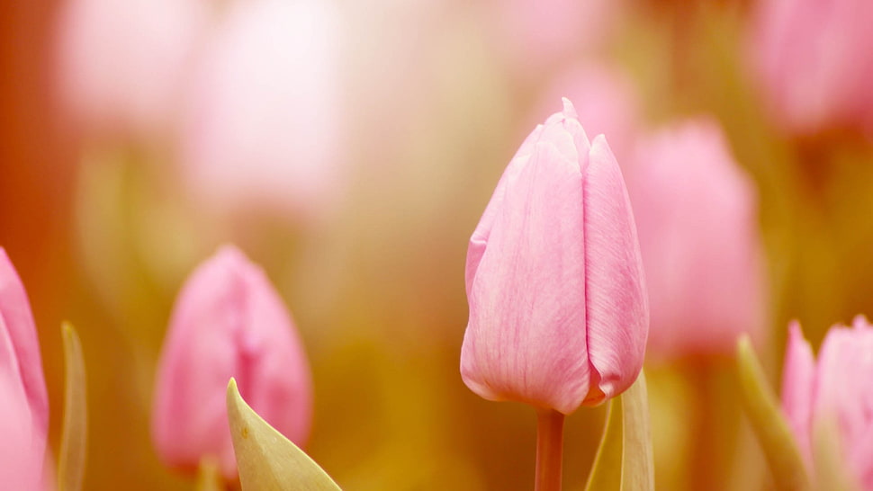 selective focus photography of pink petaled flower HD wallpaper