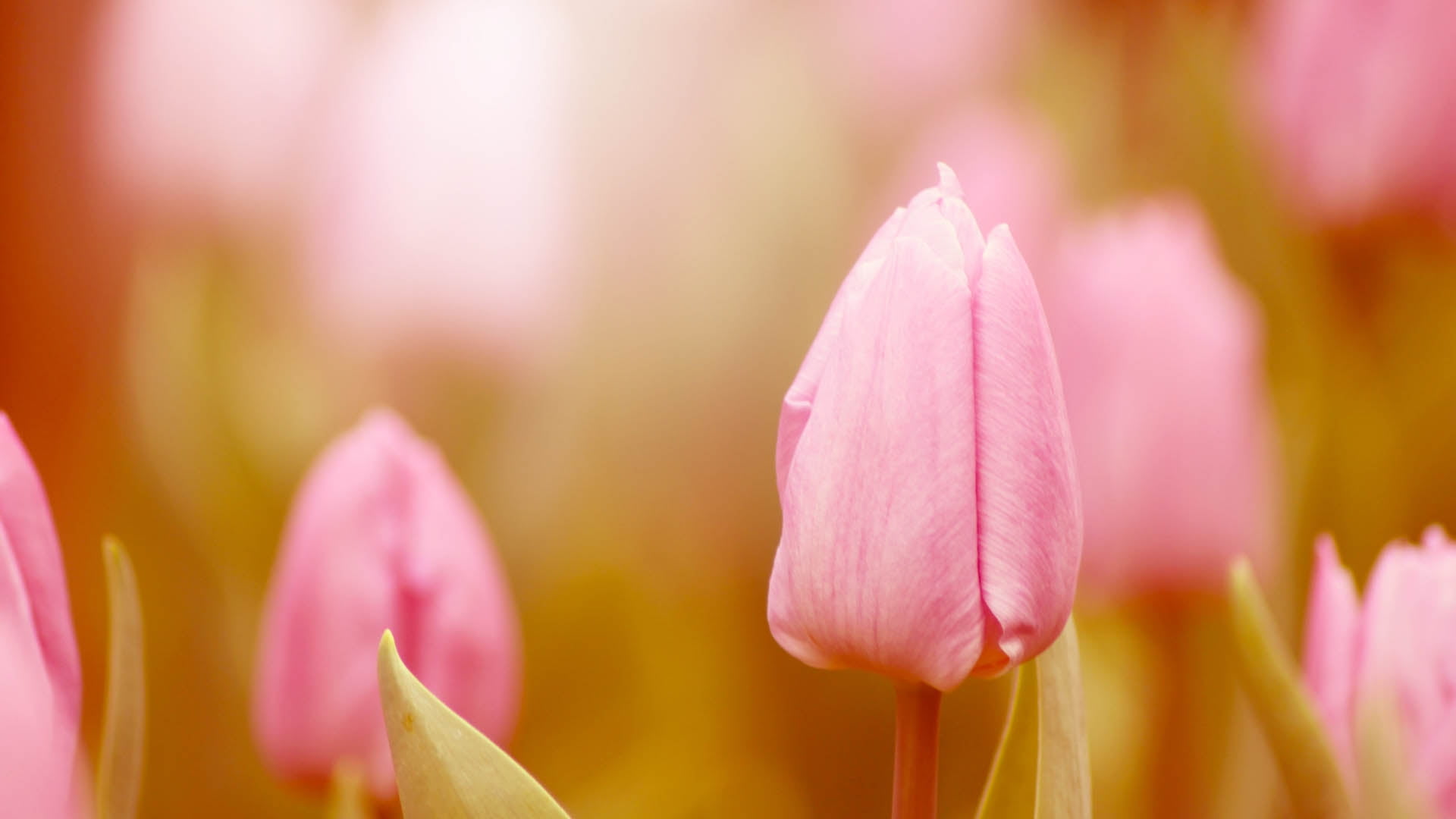 selective focus photography of pink petaled flower